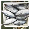 200-300g Whole Frozen Bonito Fish | Yingsheng Seafood