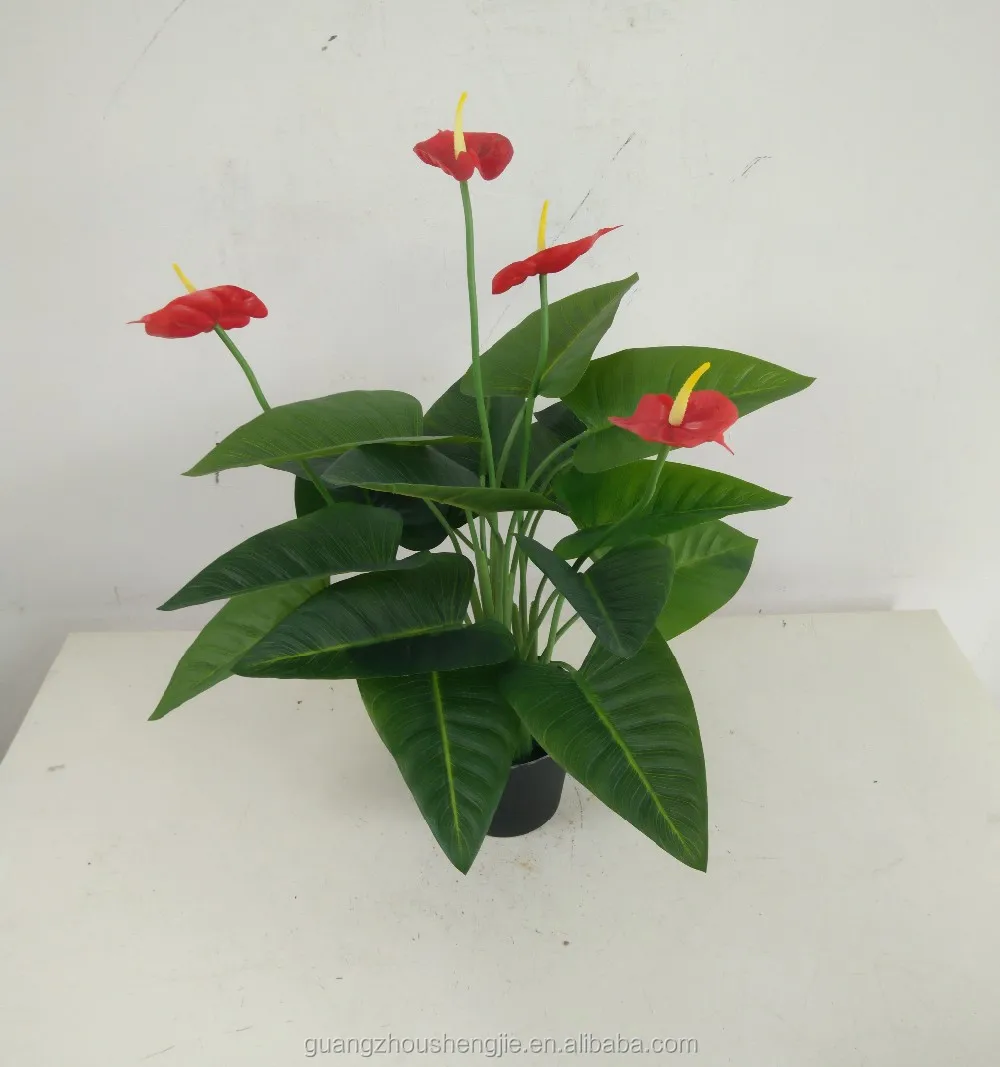 Anthurium Artificial Flowers Anthurium Plants For Sale Buy Anthurium