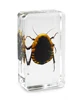 Opisthoplatia Orientalis Specimen Children Science