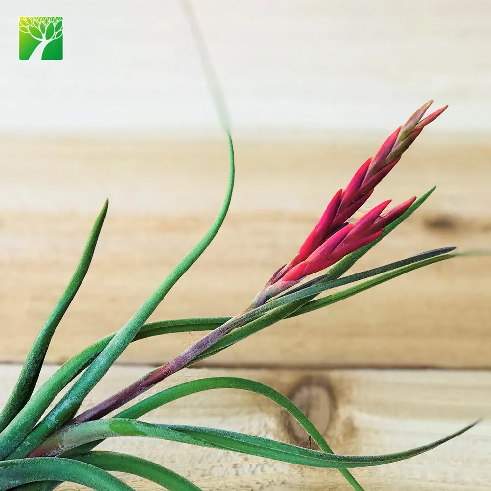 
Hot sale 4-6.5 inch growth height natural air plant octopus plant T.Caput-medusae 