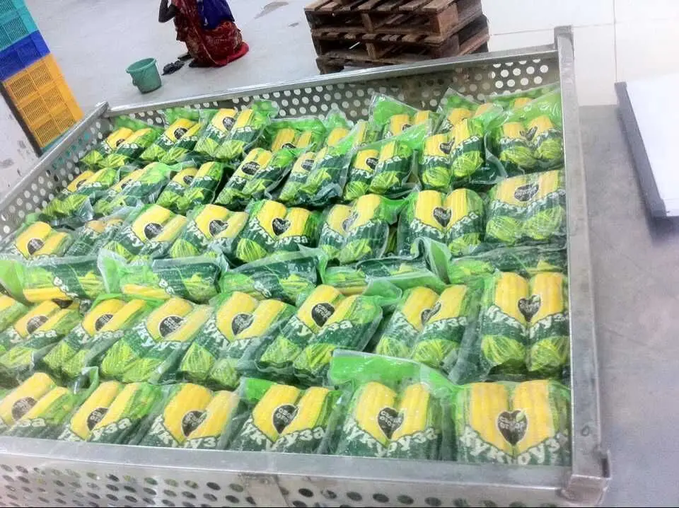 Sweet Corn Cob Processing Production Line Buy Corn Processing