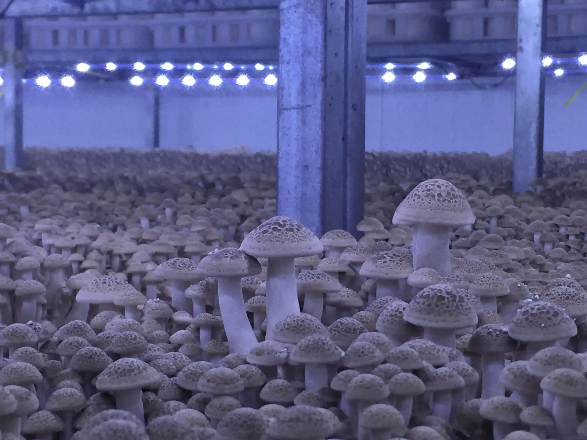 Detan Brown Shimeji Indoor Grow Mushroom Grow Room/grow Tent Kits Buy