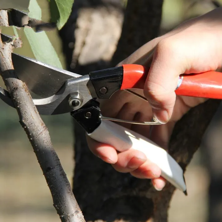 fruit carving picking hand shear cutting tools