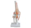 Nature Size Human Knee Joint Plastic Model