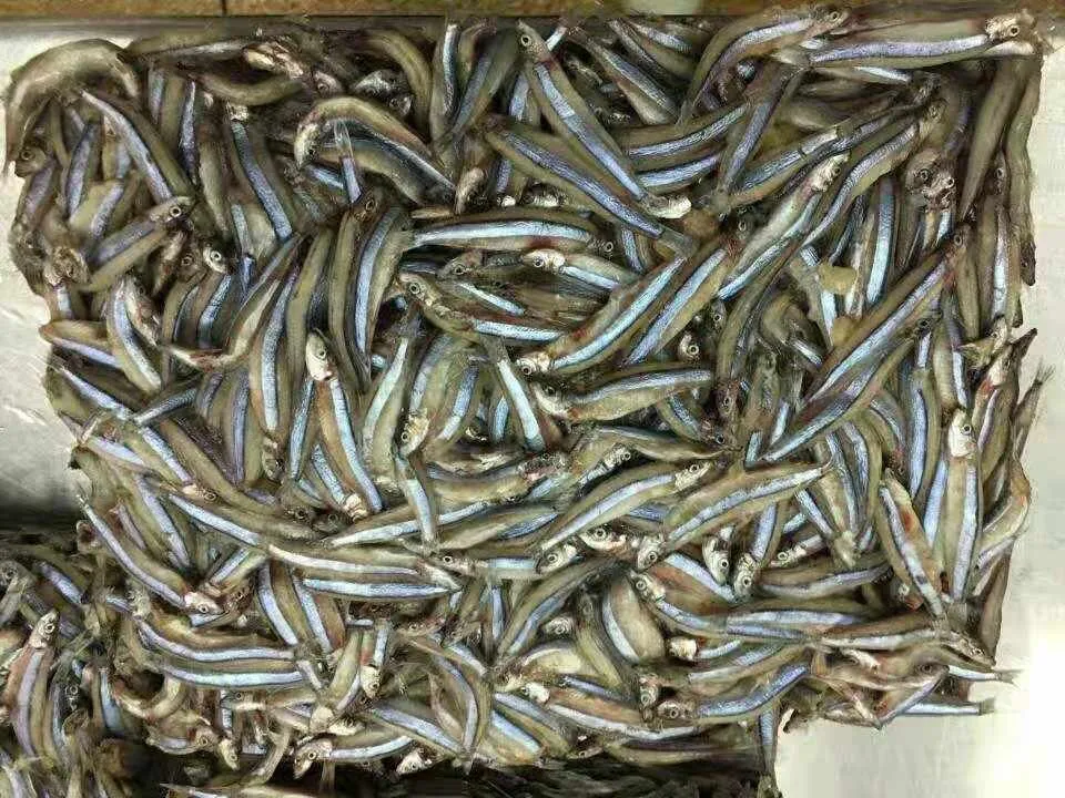 Frozen Fresh White Anchovy Fish Thailand Wholesale Buy Anchovy,Frozen