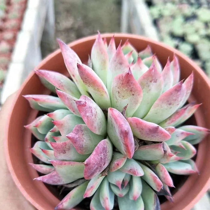 
Best selling tropical plants indoor succulent plants 