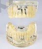 Standard pediatric dental model mix dentition tooth model for 7 years old children