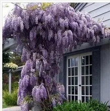 10 seeds/pack hot selling Purple Wisteria Flower Seeds for DIY home garden