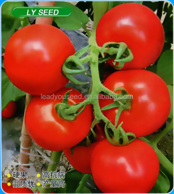 TOMATO SEED.jpg