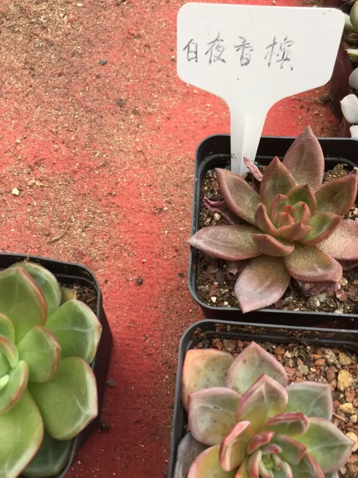 Echeveria 'Baekya' (White Night).jpg