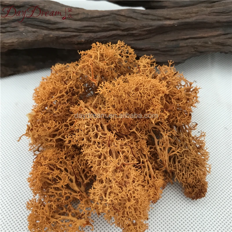 wholesale indoor natural green decorative lichen