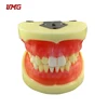 Dental Study Models For Students Extraction Model