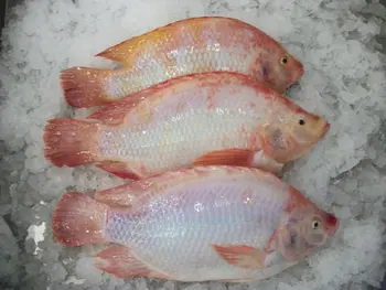 nila fish ikan nila - buy fish product on alibaba