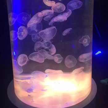 jelly fish tanks