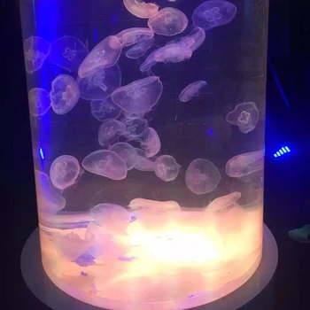 real jellyfish tank