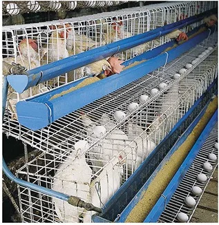 Atlanta Chicken Feeder And Water Trough System View Chicken