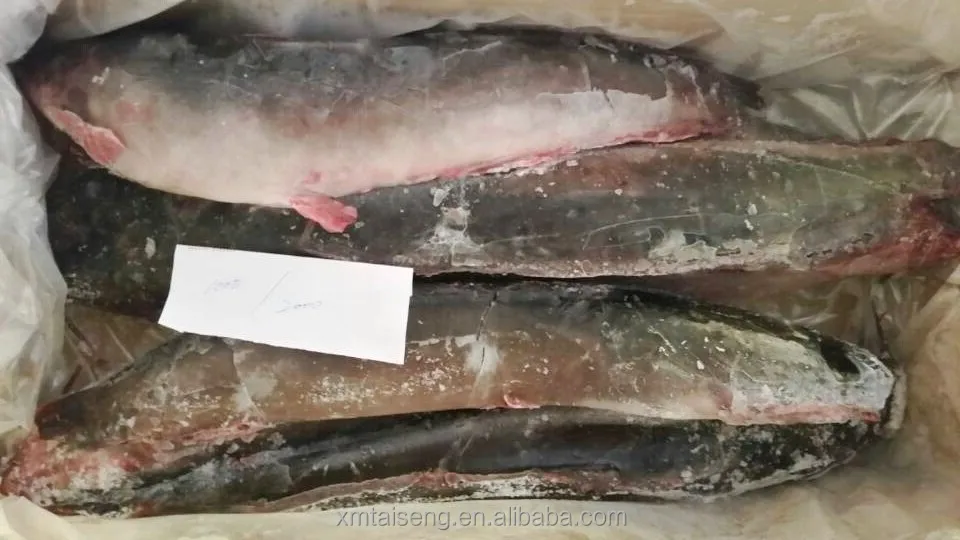 High Quality Tropical African Blackened Catfish Buy Africa Cat Fish