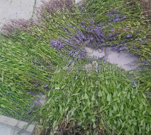 
organic herb Natural wild Scutellaria barbata 