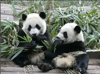 Lucu Hewan Panda 3d Lenticular Foto Buy Product Alibaba Gambar