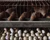 Indoor breeding quail cage galvanized encryption automatically collect quail eggs