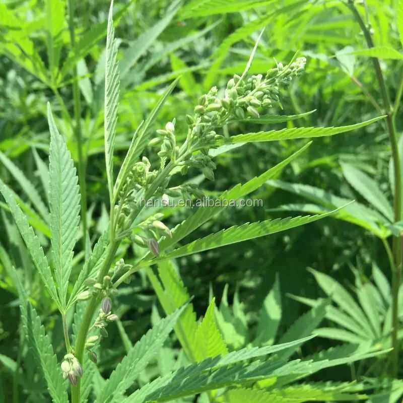 
Full spectrum hemp oil 50%CBD total cannabinoi d s 90% 