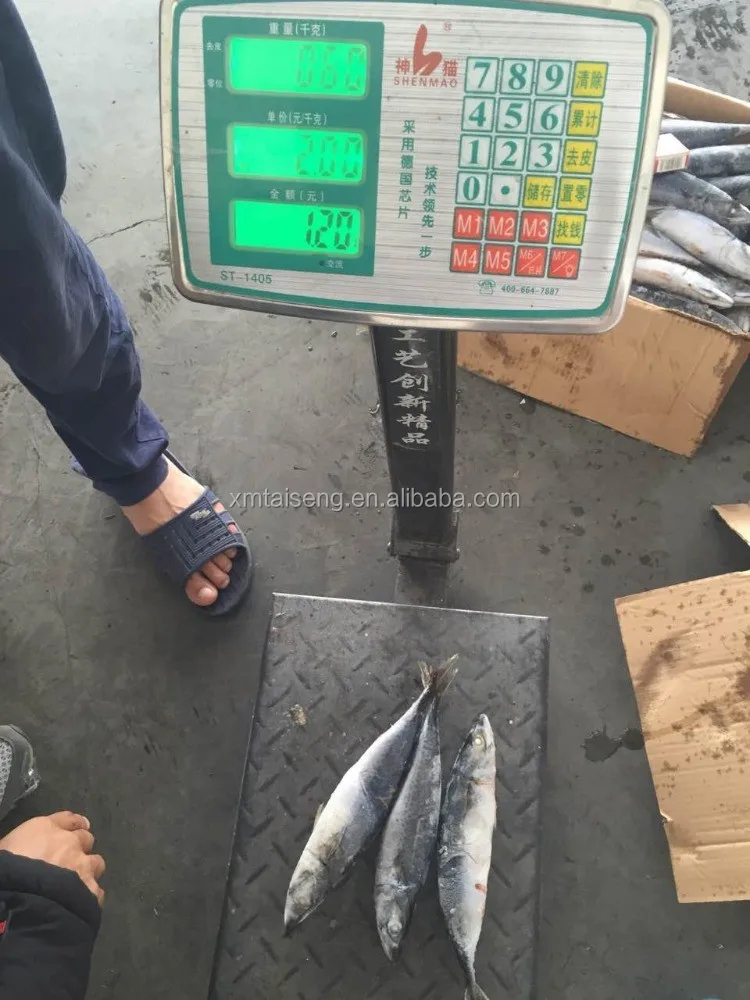 Marine Frozen fresh pacific mackerel whole round frozen mackerel