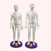 Ultra clear meridian male and female human body model