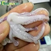 baby sea frozen squid loligo vulgaris
