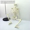 ENOVO/ Mini Human Skeleton Model with Metal Stand, 36 Inches Tall with Removable Arms and Legs is Easy to Assemble, 12366