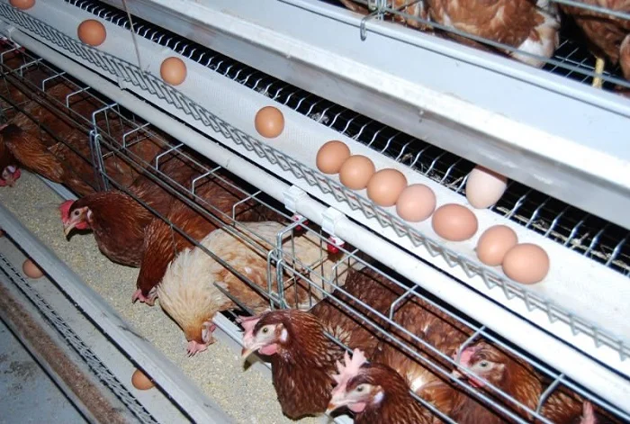 Download Hot Sale Poultry Farming Equipment For Layer Chickens ...