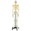 GD/A11101 Medical Science Body Parts 42CM Tall Bone Skeleton Anatomy Model