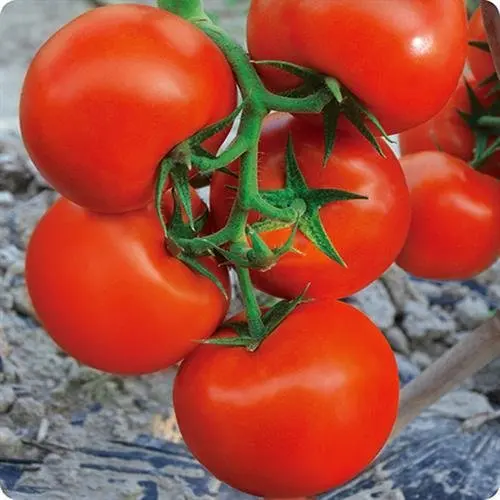 Red Hybrid Indeterminate Tomato Chinese Vegetable Seeds For Sale