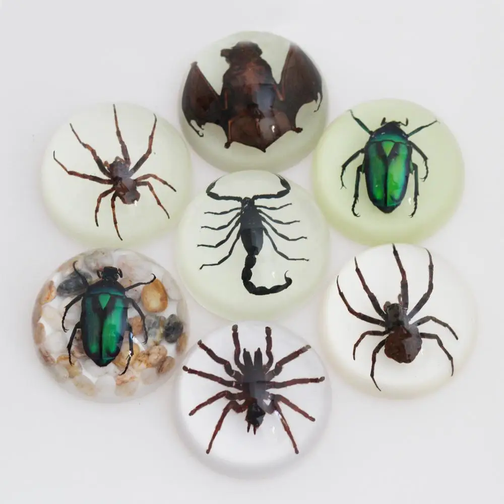 Real Insects Specimen Encased In 67mm For Acrylic Dome Paperweight 