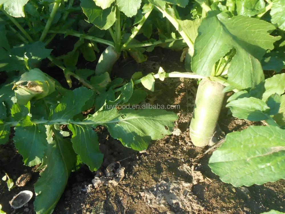 
Chinese Delicious Sweet Fresh Radish / Green Radish 