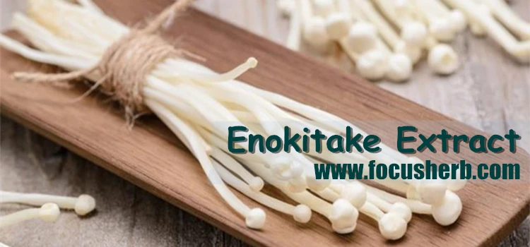 Spot Enokitake Extract. Flammulina Velutiper Extract - Buy Flammulina