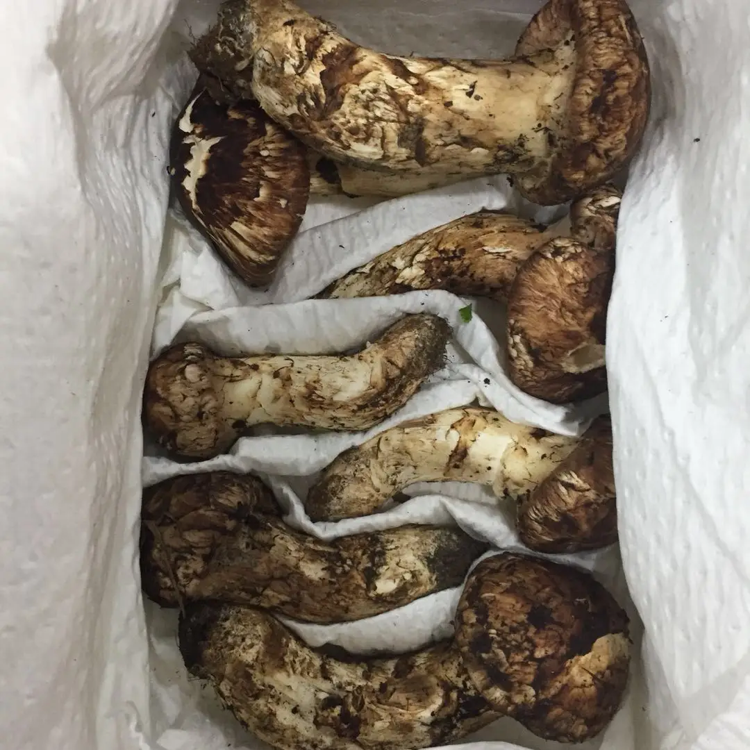 Detan Forest Matsutake Buy Fresh Matsutake Mushroom,Matsutake
