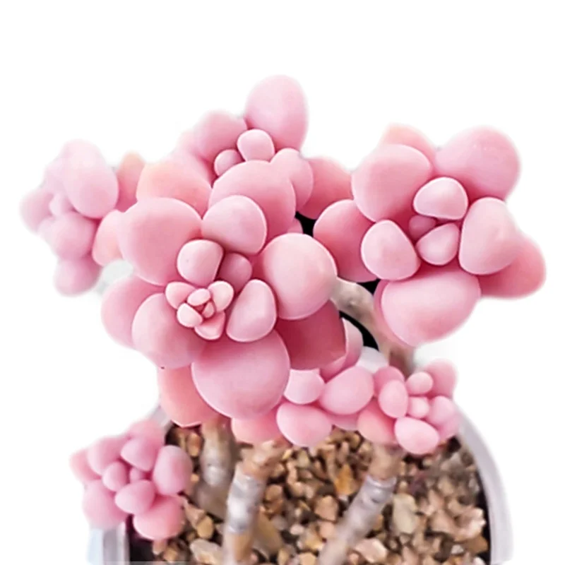 
Wholesale Succulent Plants Graptopetalum amethystinum with LOW PRICE 