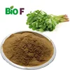 Wholesale High Quality Purslane Extract