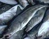 Atlantic Cod (gadus morhua)