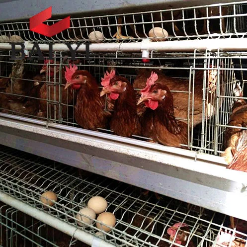 Prefab Steel Structure Chicken Poultry House/Chicken Layer Farm