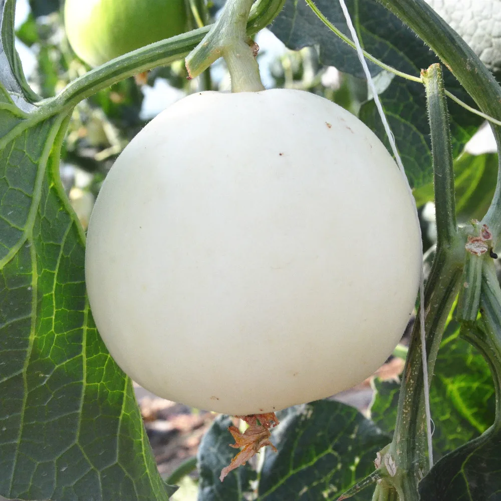 planting hybrid white skin melon seeds sweet star no.18