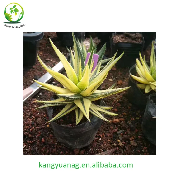 
Beautiful color natural Haworhtia margaritifera variegata 