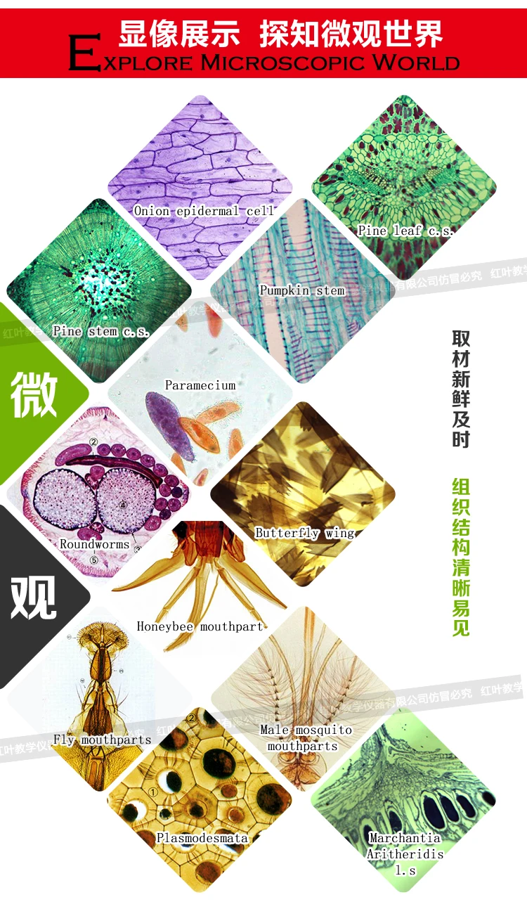 Teaching Resource as a gift 35 specimens children microscope prepared slides.jpg