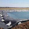 China Trade Assurance Supplier 0.75mm HDPE Smooth Geomembrane