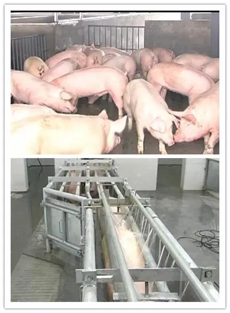 Pig slaughtering equipment sow slaughtering machine seeding slaughterhouse