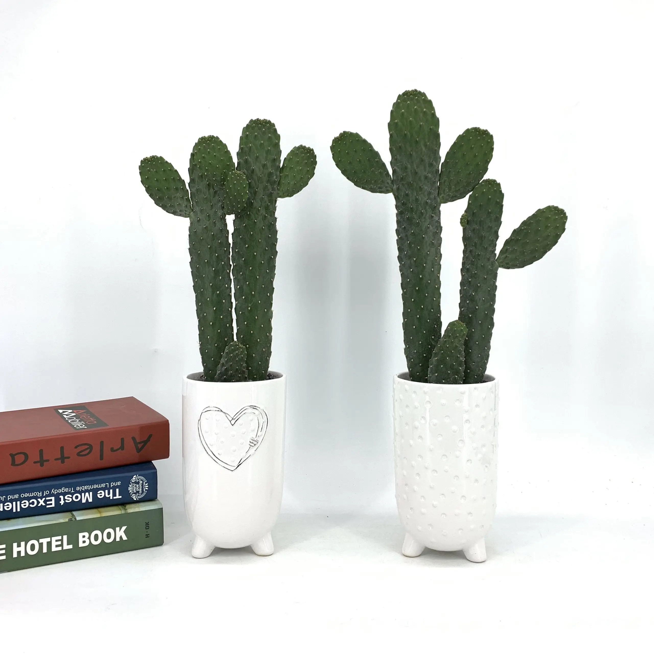 
cactus opuntia rubescens 