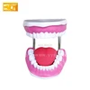 Teaching teeth model with brush/physics teaching aids model