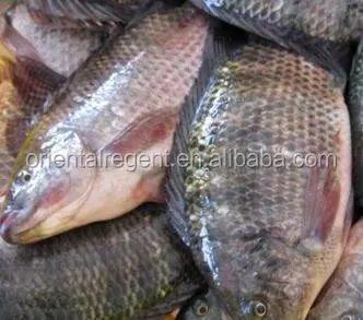 
#chinese fish factory sell farm raised black Tilapia 