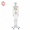 Large Standard Size Halloween Skeleton