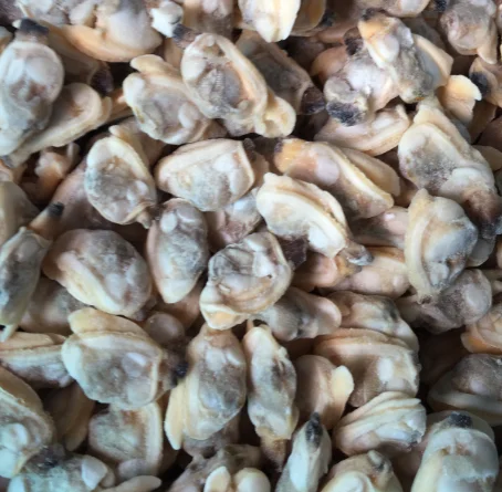 
wholesale short necked clam low price for long-term cooperation 